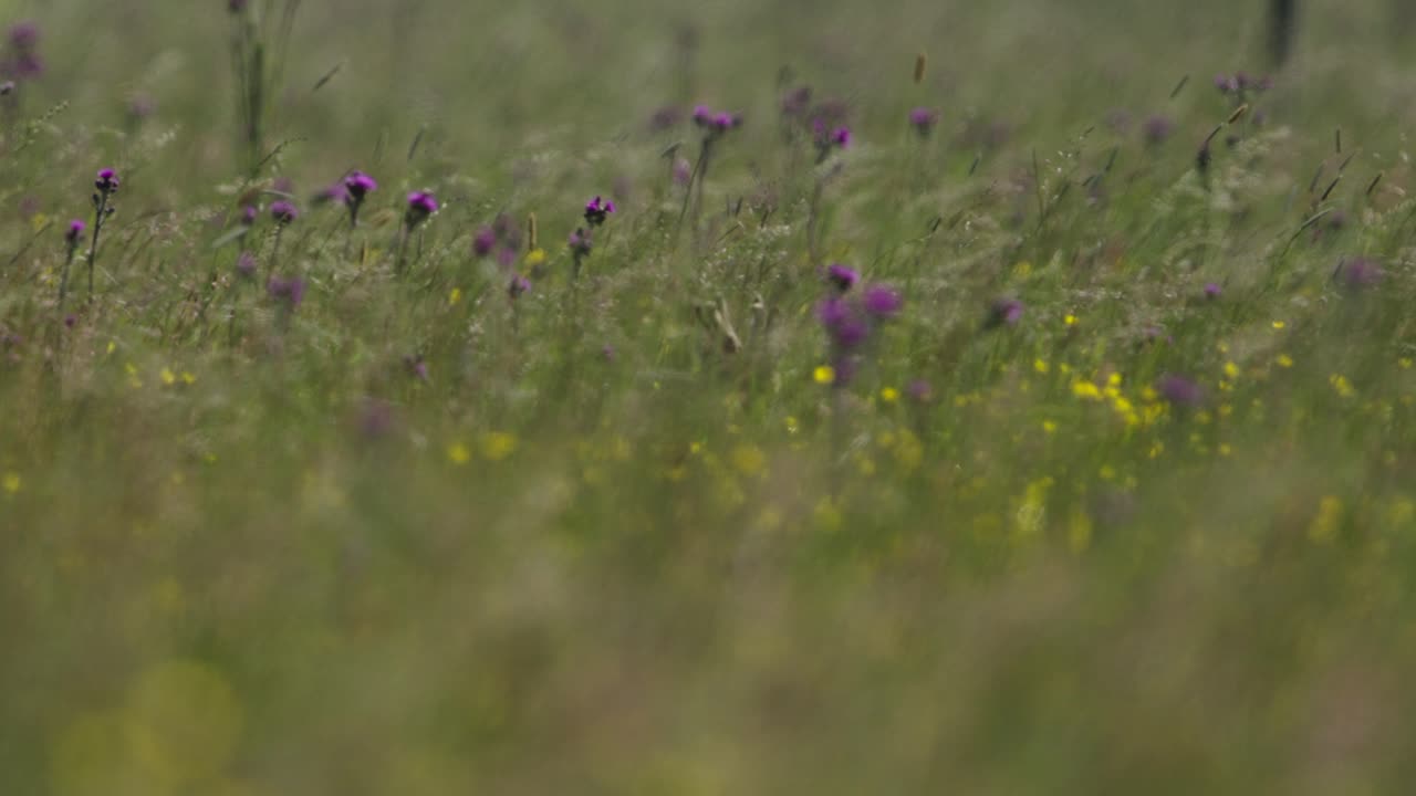 Deer in a Field of Flowers