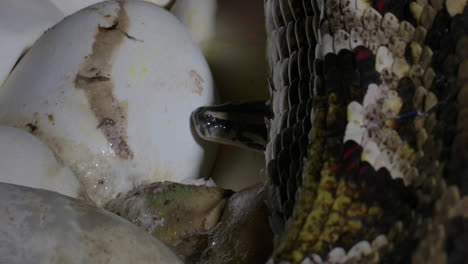 mother python sitting on eggs with hatching babies