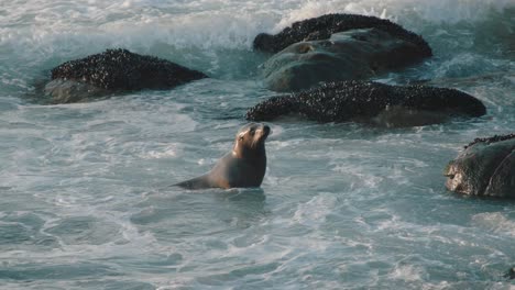 foca nadando en las olas en una playa durante la puesta de sol