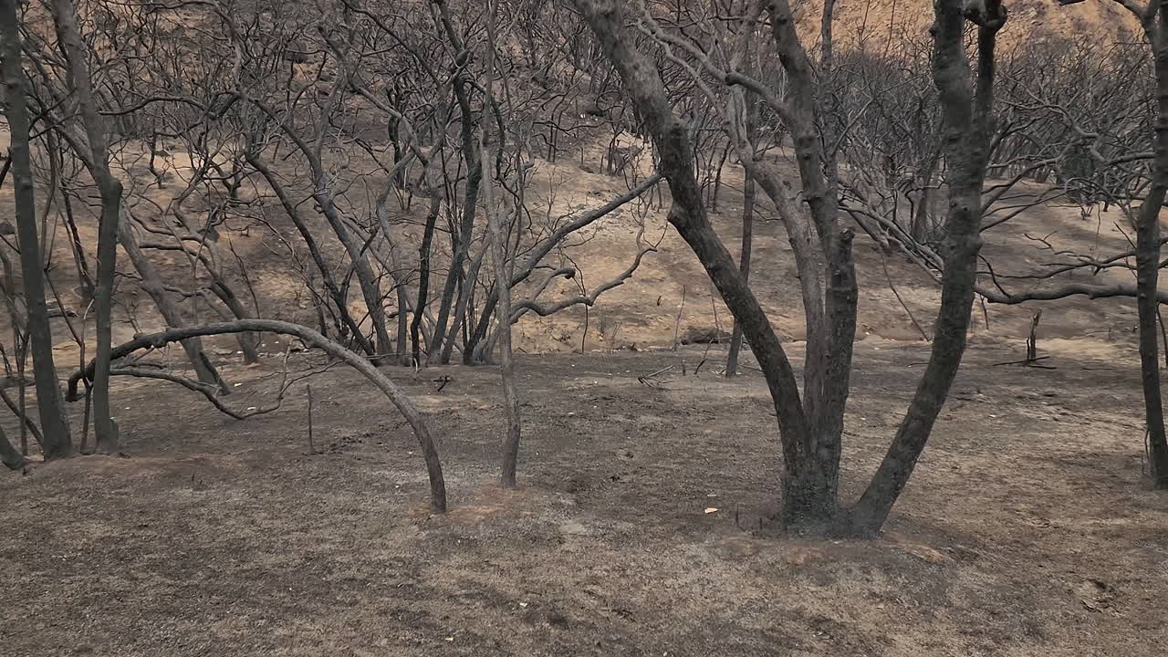 캐나다의 소름 끼치는 어두운 숲을 통해