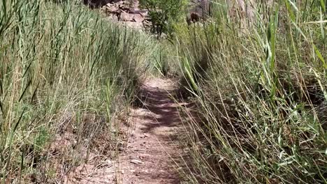 Tiro-Bajo-Caminando-Por-Senderos-A-Través-De-La-Hierba-En-Utah