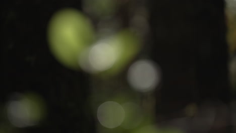 reveló hojas mojadas de una planta en el bosque en una mañana soleada