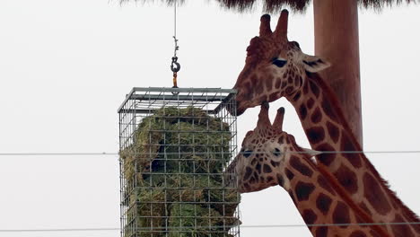 três girafas alimentando fogo de arbusto no céu fumegante austrália em close-up