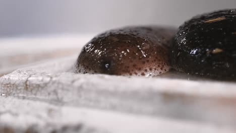 Sea-cucumber-on-a-white-background