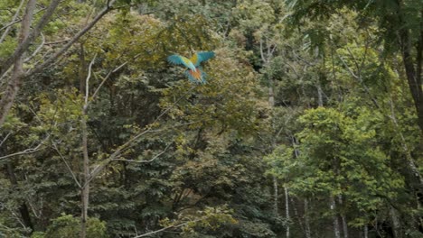 wild colorful macaw parrot flying in manuel antonia national park surrounded by trees during sunny day