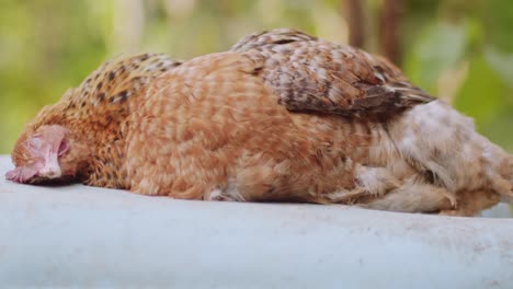 Muerte-De-Pollo-Por-Enfermedad