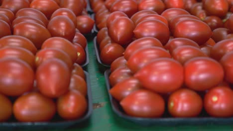 pan de tomates roma frescos envasados