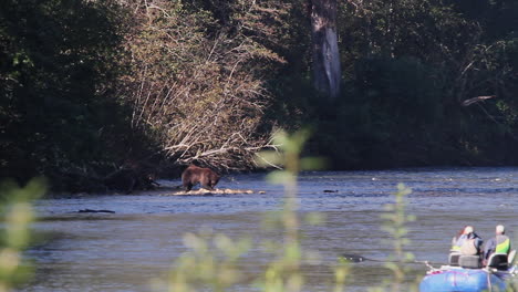 las vigas del río observan un gran oso grizzly comiendo salmón