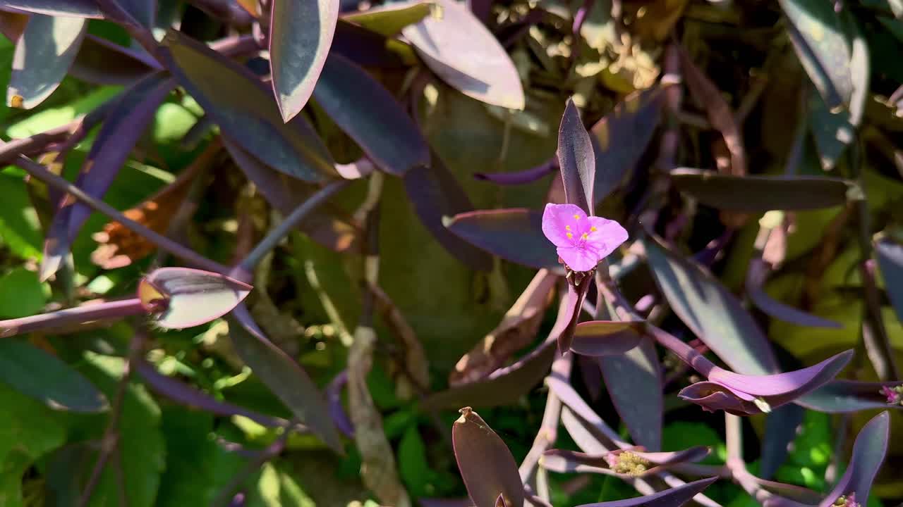 A closeup shot of the Tradescantia pallida also known as Purple Heart flower