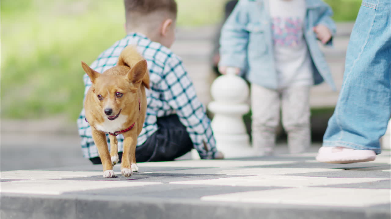 Brown Chihuahua running around in a park with kids playing on the background