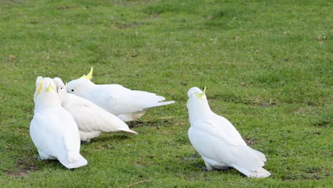 grupo de cacatúas socializando en un campo de hierba