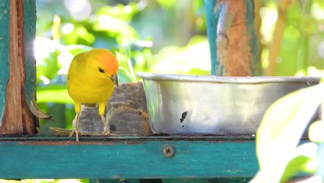 el pinzón azafrán es un pájaro tanager en américa del sur
