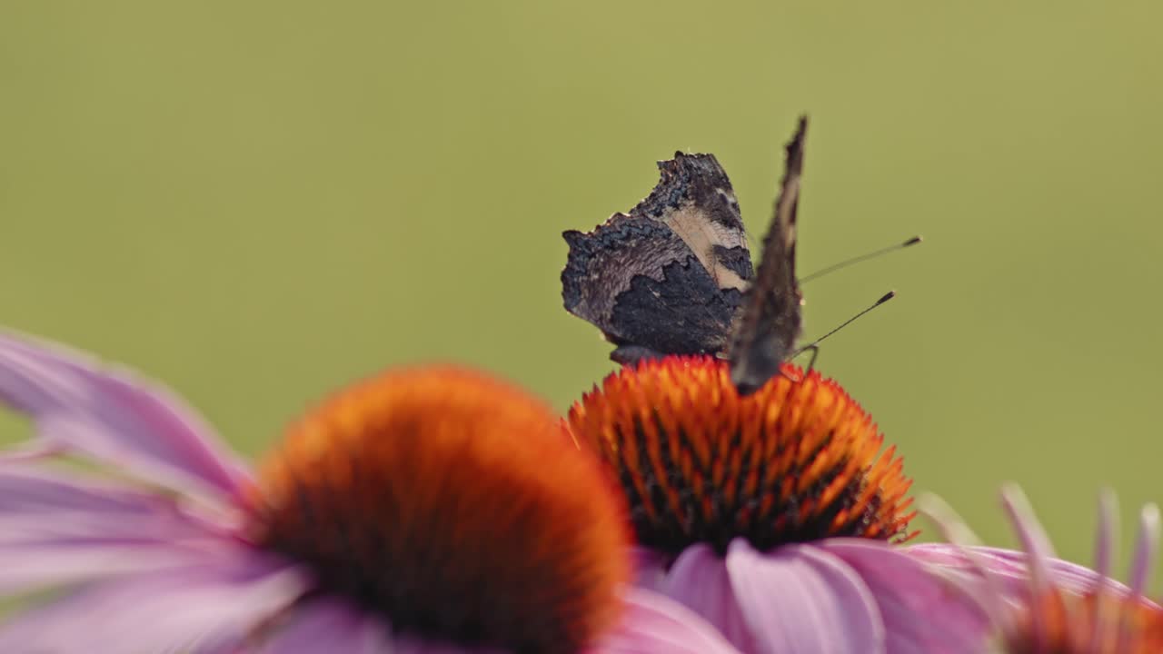 mariposas flotando sobre coneflowers