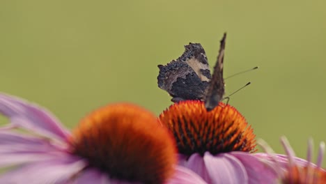 Hovering-Butterflies-On-Top-Of-Coneflowers