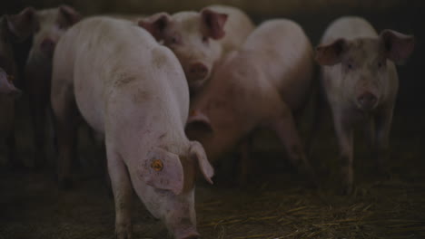 pigs in a farm pen