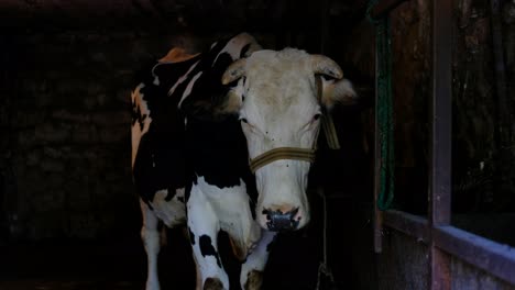 standing white cow