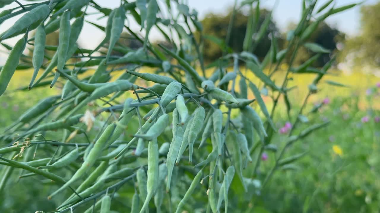 Mustard seeds are the small round seeds of various mustard plants.
