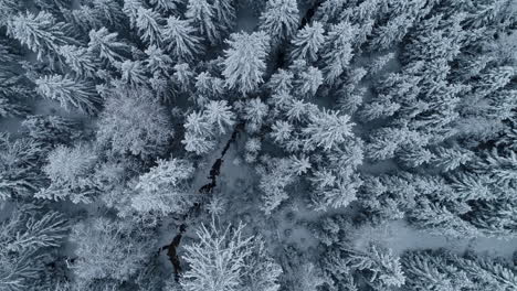 top down aerial flight over frozen winter landscape with snow covered trees in woods - extreme cold weather conditions