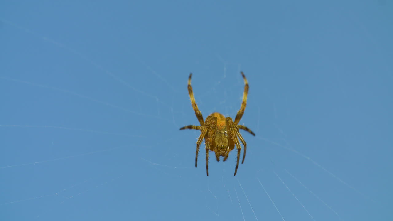 cerca de una araña de jardín común trabajando en su web