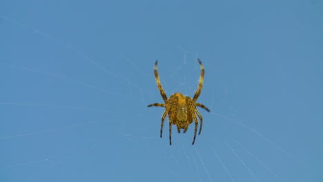 Close-up-of-a-common-garden-spider-working-in-its-web