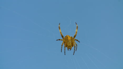 close up of a common garden spider working in its web