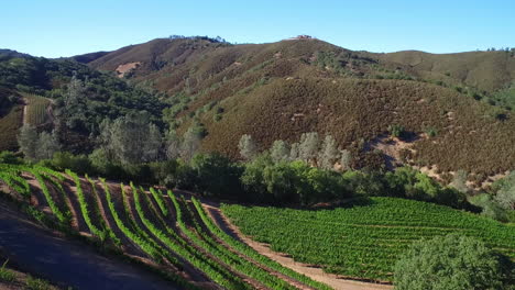 An-aerial-along-a-hillsideover-rows-of-vineyards-in-Northern-California's-Sonoma-County-2