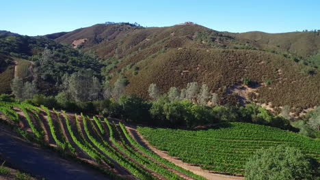 una antena a lo largo de una ladera sobre hileras de viñedos en el condado de sonoma del norte de california 2