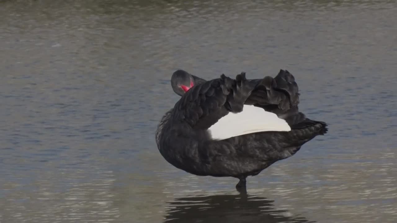 Un Cigno Nero, Cygnus atratus, che si liscia le piume, posato in un lago poco profondo. Originari dell'Australia, questi uccelli sono spesso tenuti in collezioni di uccelli acquatici selvatici. UK.