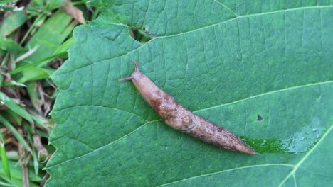 static up close view of a slug sitting on a leaf seemingling thinking about eating the leaf