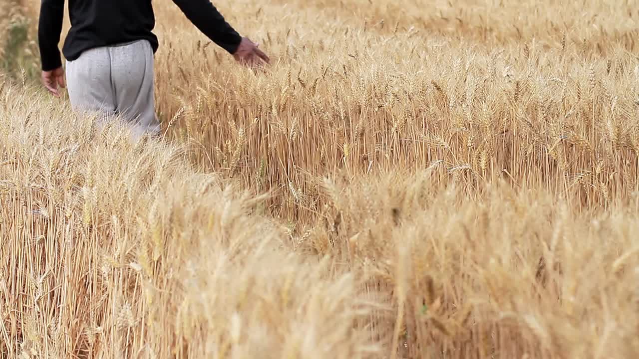 hvede felt klar til at blive høstet med gyldent sollys med folk lager optagelser