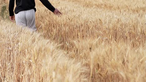 wheat field ready to be harvested with golden sunlight with people stock footage