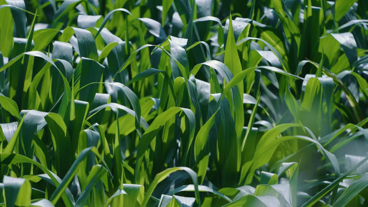 Closeup video of vibrant green corn leaves moving gently in the sun and wind at village in Multan, Pakistan