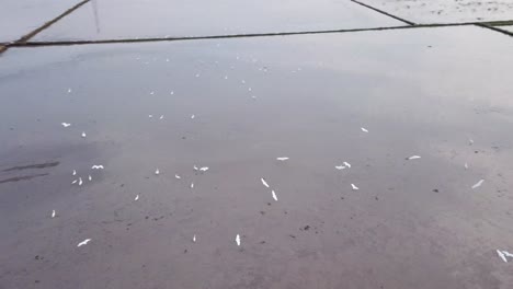 aerial follow egrets bird rotate 360 degree fly in flooded paddy field.