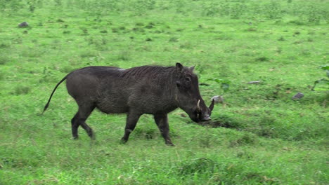 Ein-Schwarzes-Warzenschwein,-Das-Auf-Der-Grünen-Wiese-In-Masai-Mara,-Kenia,-Spazieren-Geht---Mittlerer-Schuss