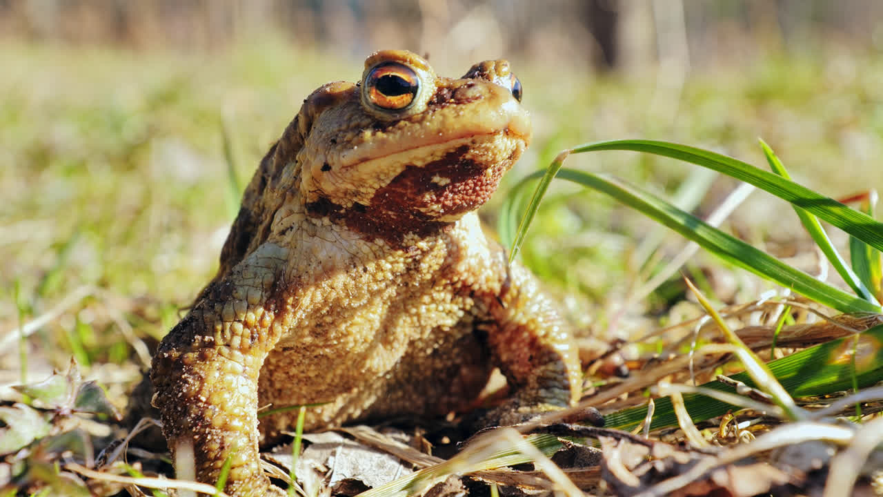 A patient toad under warm sun reflects calm endurance of natural balance