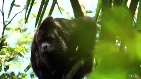 un mono aullador grita en un árbol en la selva tropical de belice