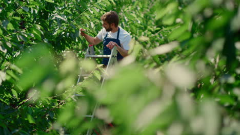 man agronomist picking organic cherry fruits in sunny summer orchard concept