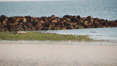 Un-Par-De-Focas-Salvajes-Disfrutando-Del-Sol-En-La-Costa-Arenosa,-Vista-Estática