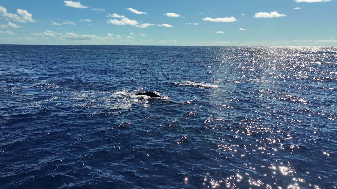 Humpback Whale Spouting in the Ocean