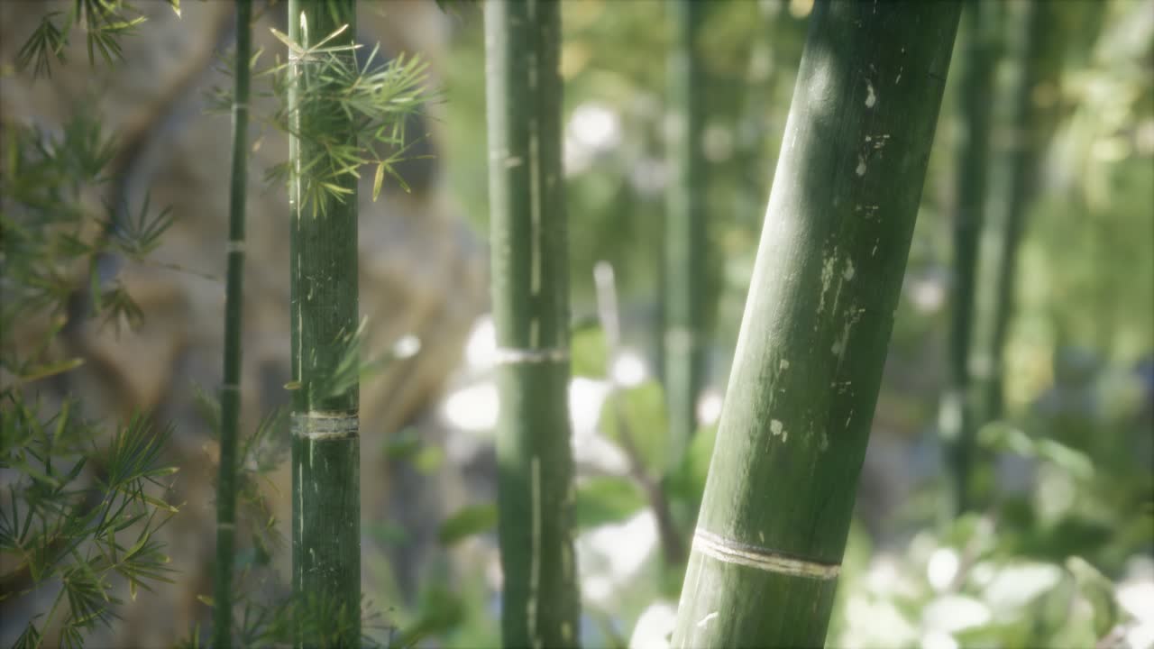 fondo de bosque de árboles de bambú verdes