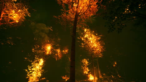 forest fire at night