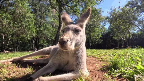 un canguro descansando en un parque