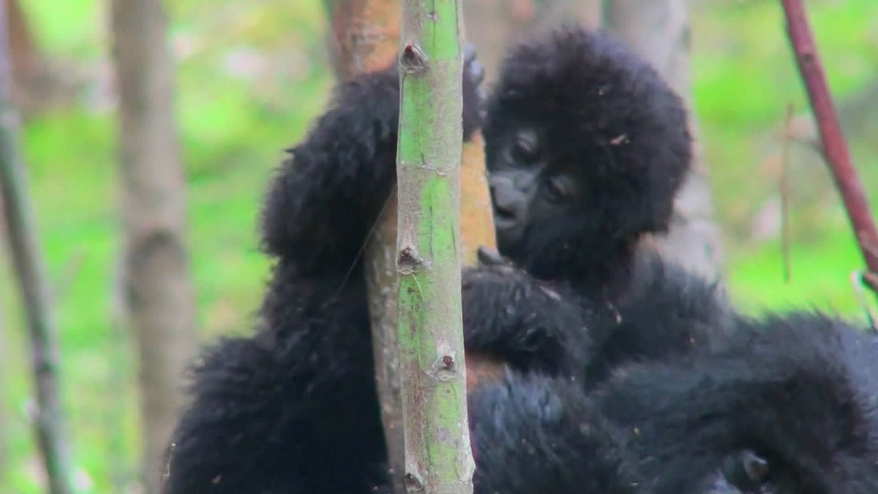 Un cucciolo di gorilla di montagna cavalca sulla schiena di sua madre nella foresta pluviale del Ruanda.