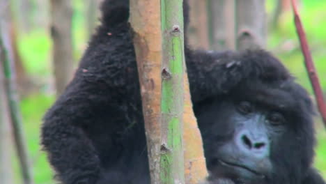 un bebé gorila de montaña cabalga sobre sus madres en la selva tropical de ruanda