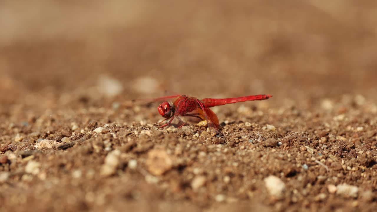 Macro shot of a red dragonfly (basker) sitting on the ground, Greater Kruger
