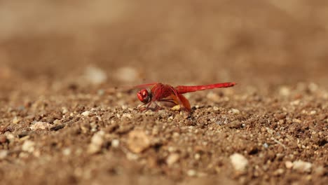 macro shot of a red dragonfly (basker) sitting on the ground, greater kruger