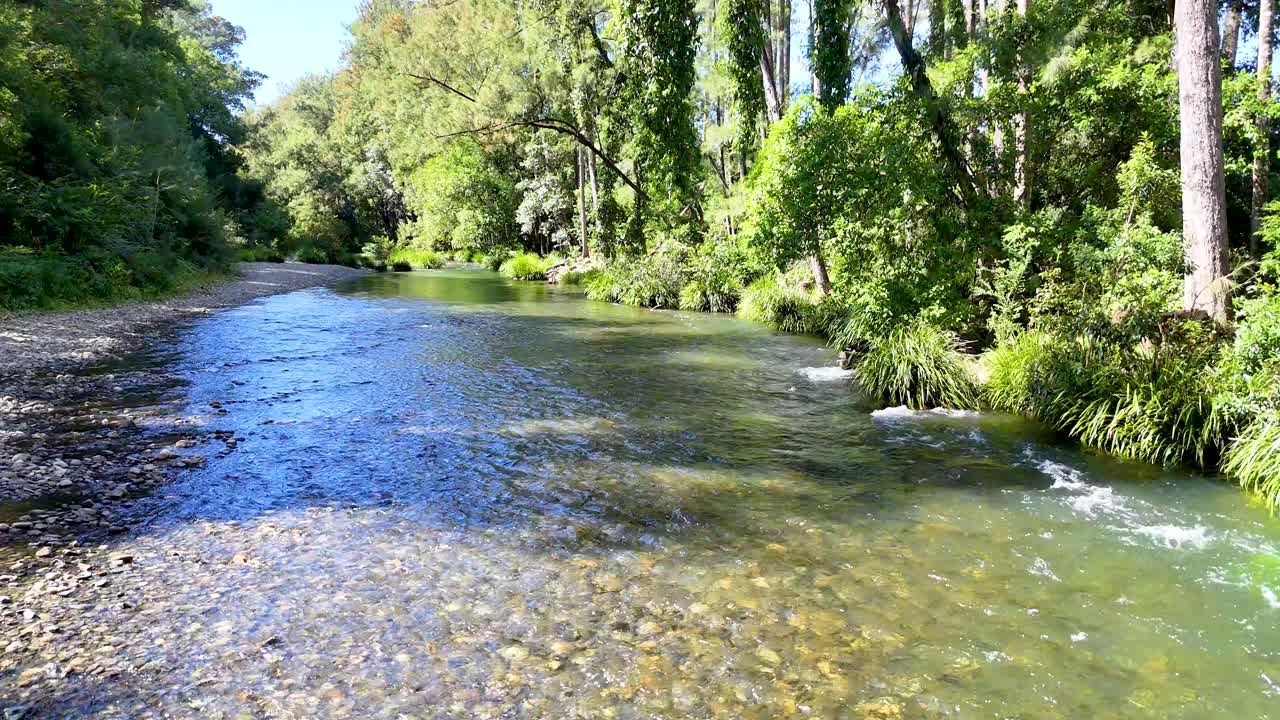 Clear, shallow stream flowing over rocks through lush green forest in bright natural daylight