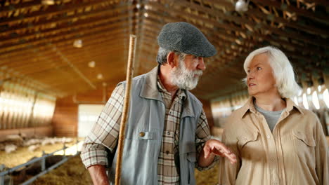 caucasian senior man and woman farmers walking and talking in stable with sheep flock