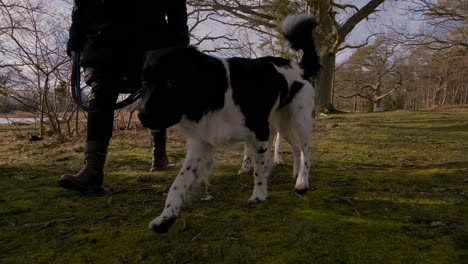 Zwei-Neugierige-Junge-Glückliche-Und-Neugierige-Schwarz-weiße-Seltene-Stabyhoun-Stabij-hunde-Auf-Einem-Spaziergang-Im-Wald-Mit-Ihrem-Besitzer-An-Der-Leine