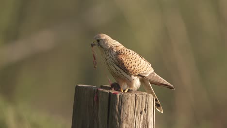 Common-Kestrel-on-wooden-perch-pulls-out-innards-of-a-mouse-it's-caught